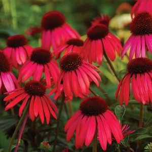 Echinacea