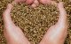 Sjemenke konoplje su dodatak prehrani za bolje zdravlje