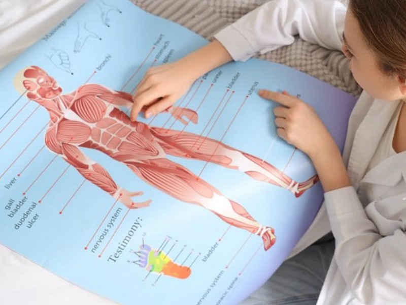 anatomski plakati