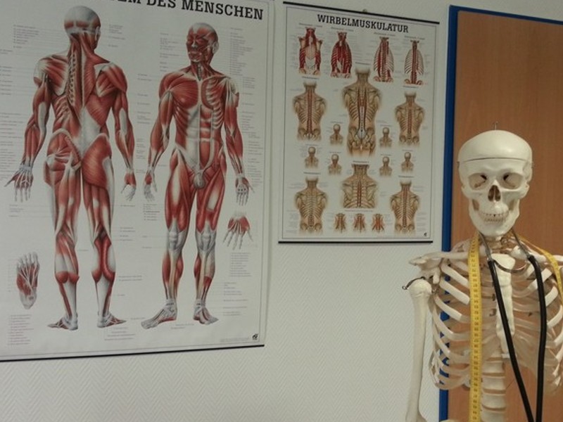 anatomski plakati kao vizualna potpora tijekom nastave