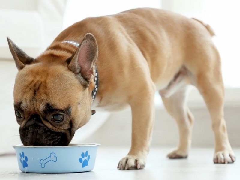 brezglutenska hrana za pse