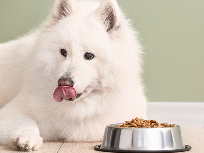 hrana za pse bez žitarica za zdraviju kožu i dlaku