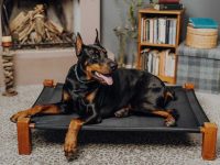 najbolje ime za dobermana