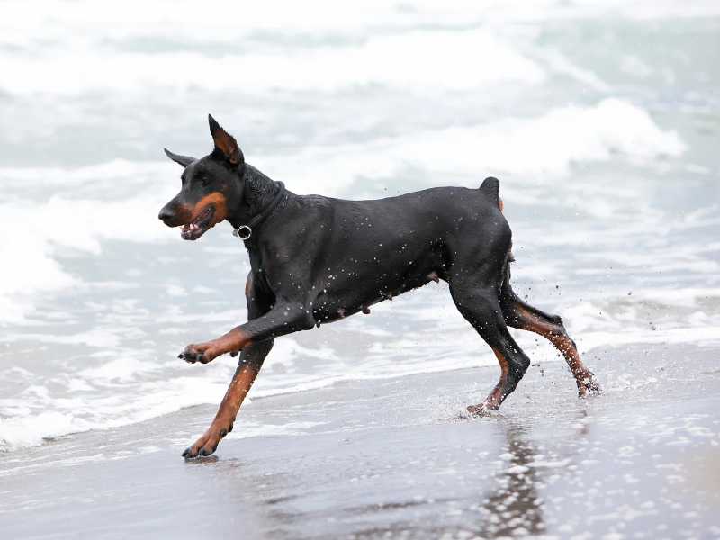 najbolje ime za dobermana